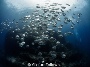 Restless Wind. Longfin Batfish - Platax teira. Sail Rock,... by Stefan Follows 